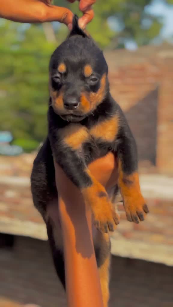 European Doberman Puppy | Black & Tan, farm video