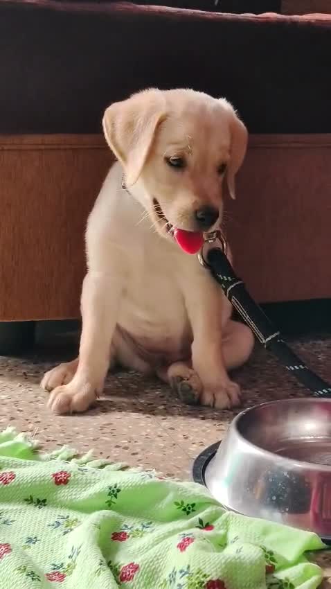 Beagle Black & Tan Puppy, farm video