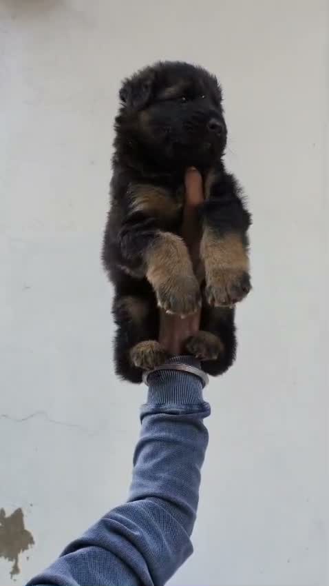 German Shepherd Puppy, farm video