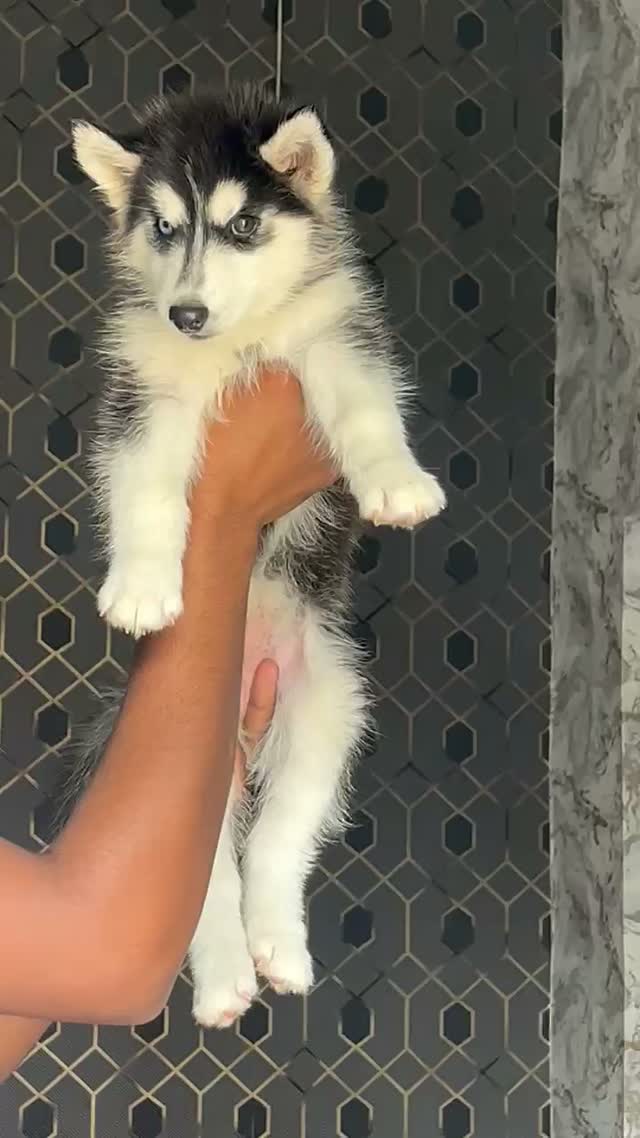 Siberian Husky Puppy | Black & White Color, farm video