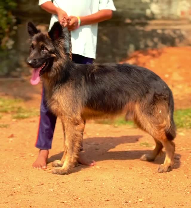 German Shepherd Puppy, farm video