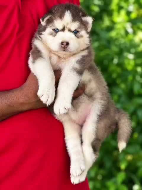Siberian Husky Puppy | Black & White Color, farm video