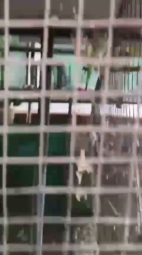 Albino Monk, farm video