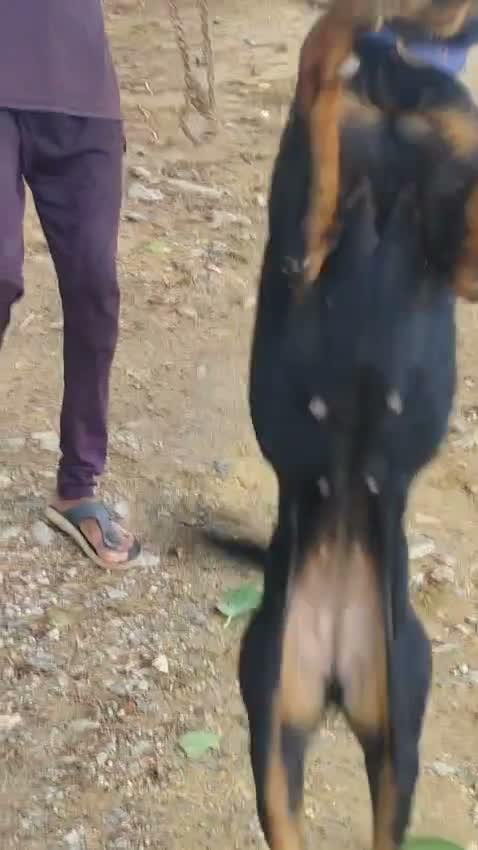 Rottweiler Puppy, farm video