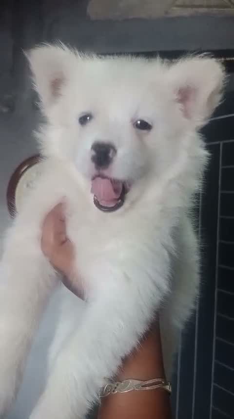 Pomeranian Puppy, farm video