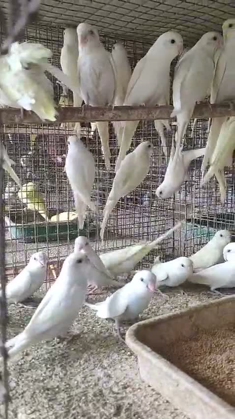 Budgies | Fallow, farm video