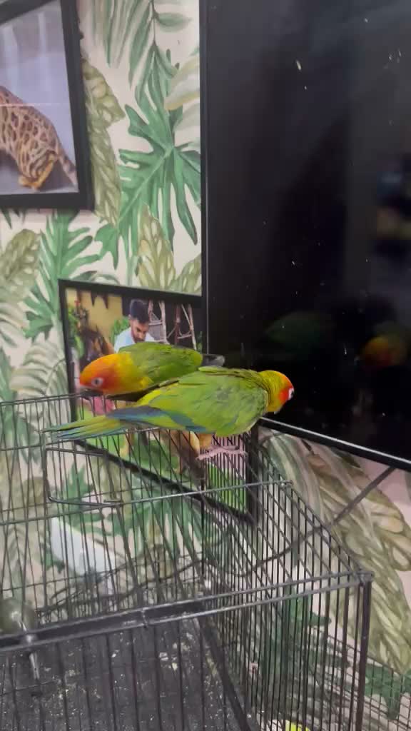 Sun Conure, farm video