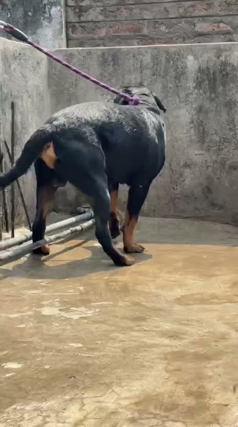 Rottweiler Puppy, farm video