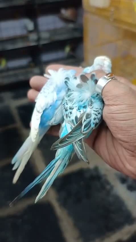 Homer Pigeon, farm video