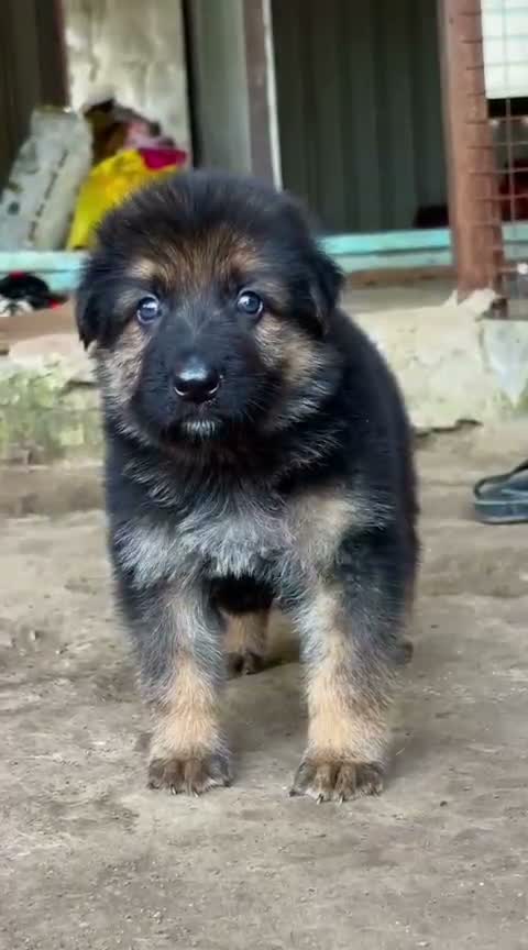 German Shepherd Puppy, farm video