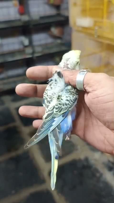 Homer Pigeon, farm video