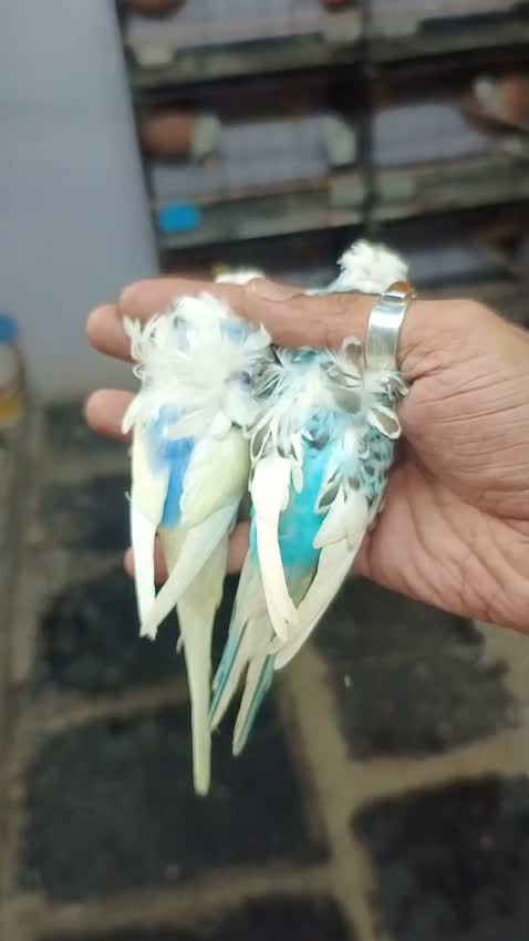 Homer Pigeon, farm video