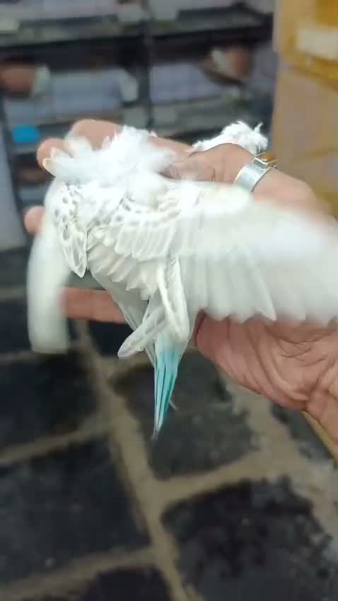 Homer Pigeon, farm video