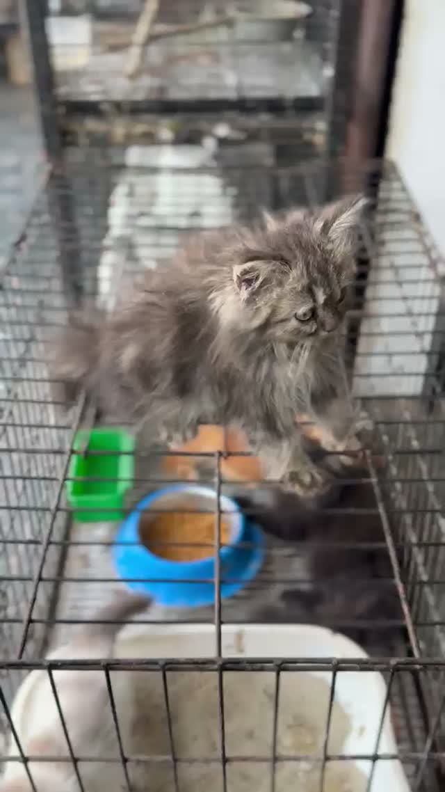Persian, farm video