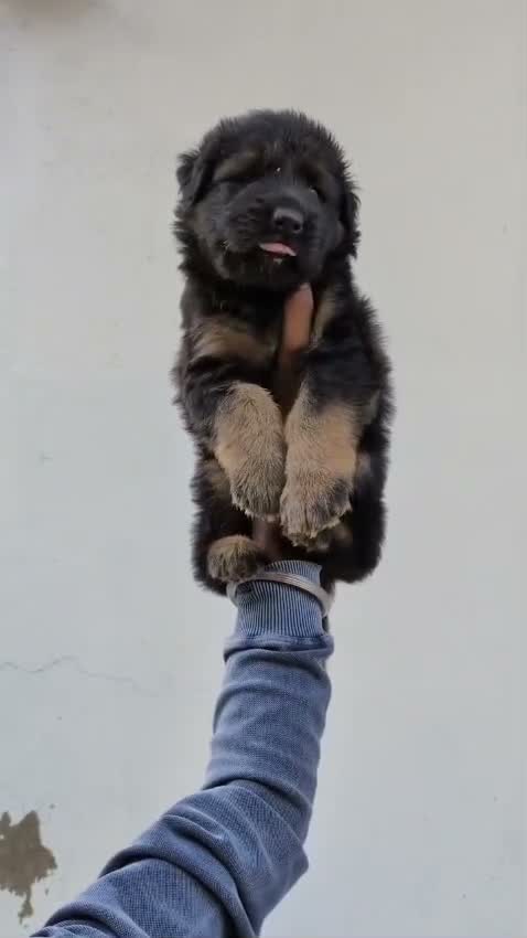 German Shepherd Puppy, farm video