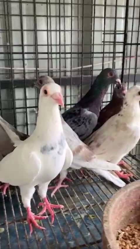 Homer Pigeon, farm video
