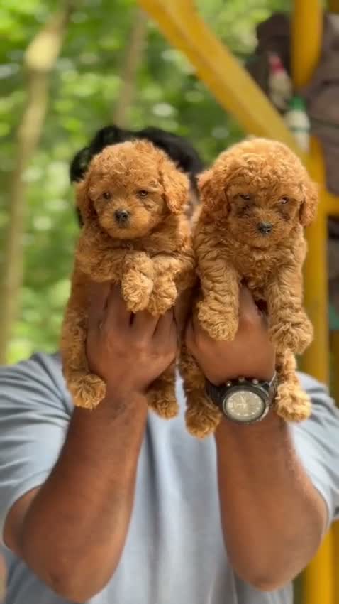 Standard Poodle Puppy, farm video