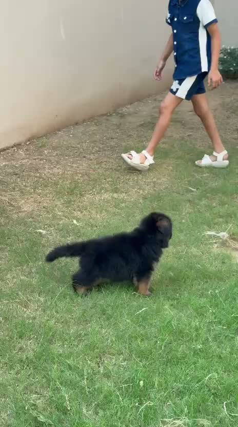 German Shepherd Puppy, farm video