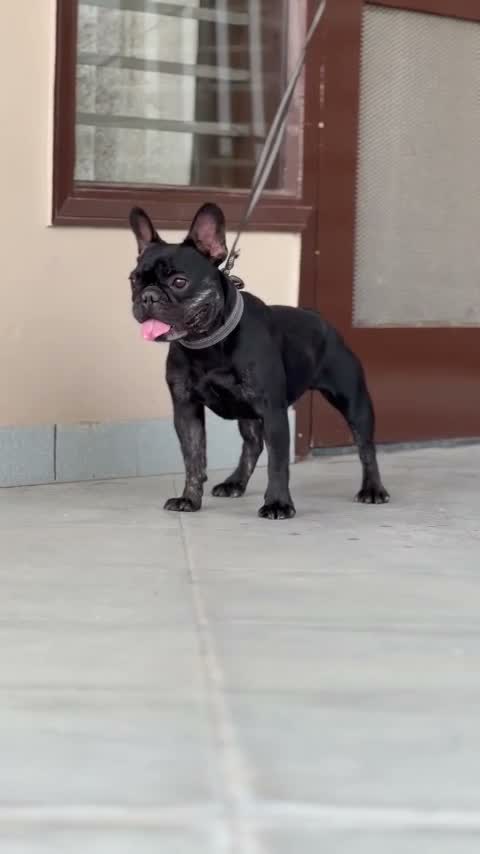 Bull Terrier Puppy, farm video