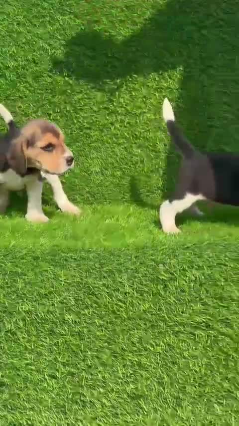 Beagle Black & Tan Puppy, farm video