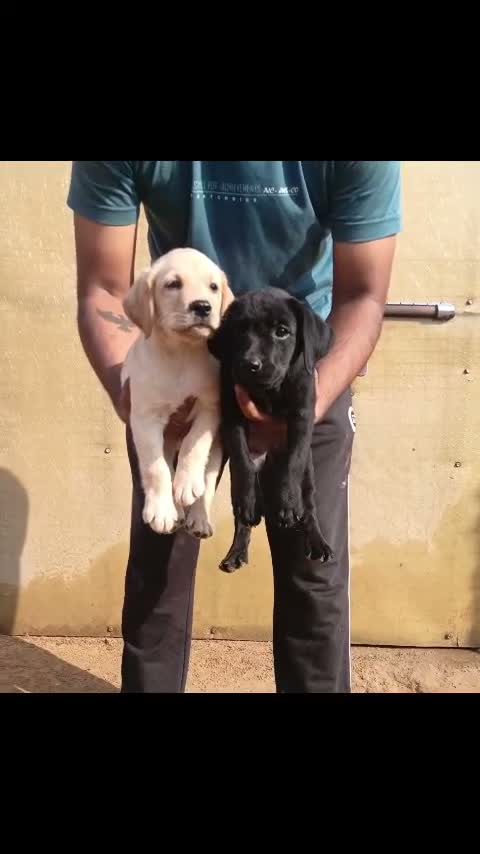 Dachshund Puppy | Brown & Tan, farm video
