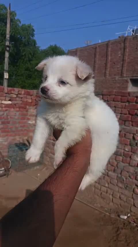 Culture Pom Puppy, farm video