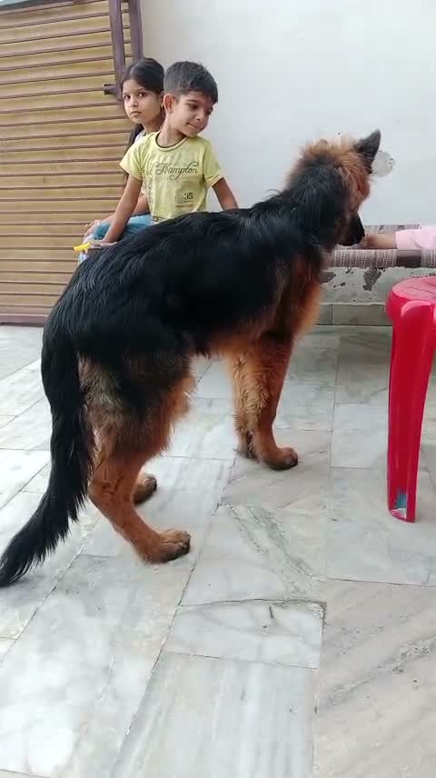 German Shepherd Puppy, farm video