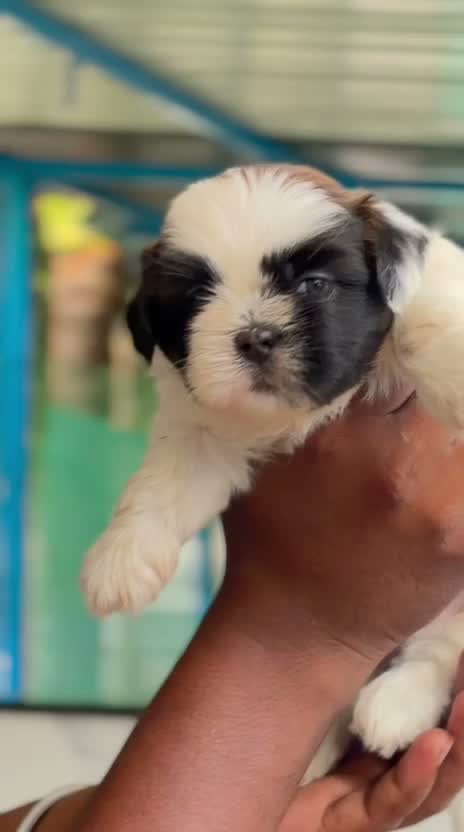 Shih Tzu | Black Color, farm video