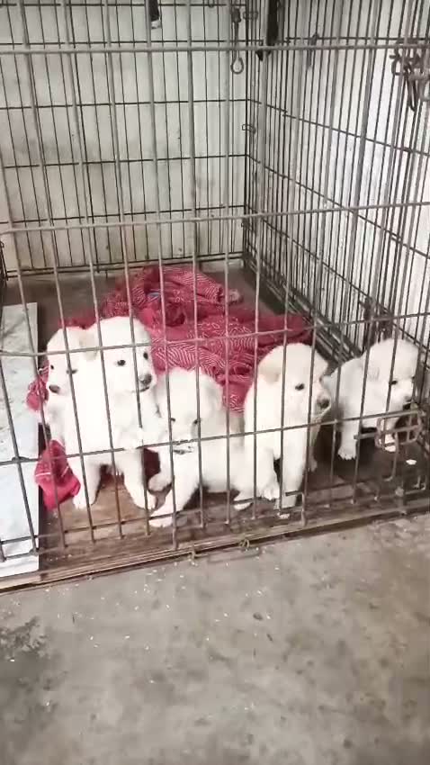 Culture Pom Puppy, farm video