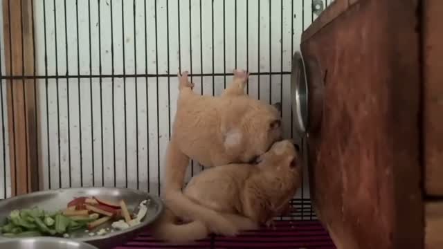 Sugar Glider | Grey, farm video
