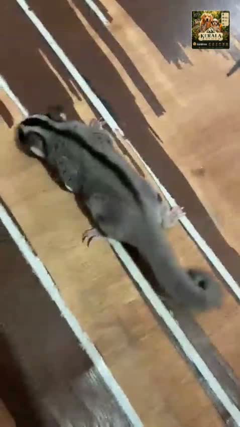 Sugar Glider | Grey, farm video