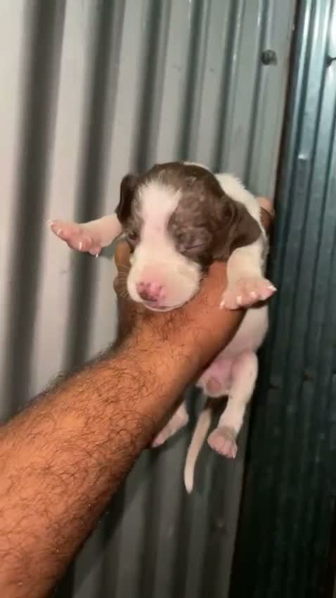 Pointer Puppy, farm video