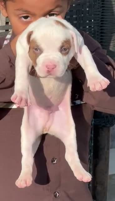 American Bully Pocket Size Puppy, farm video