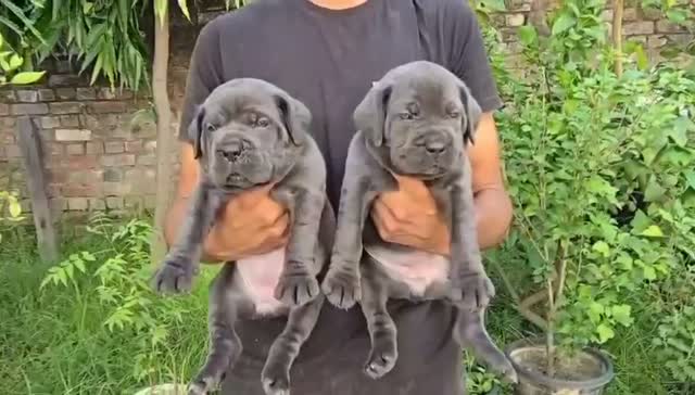 Cane Corso Puppy, farm video