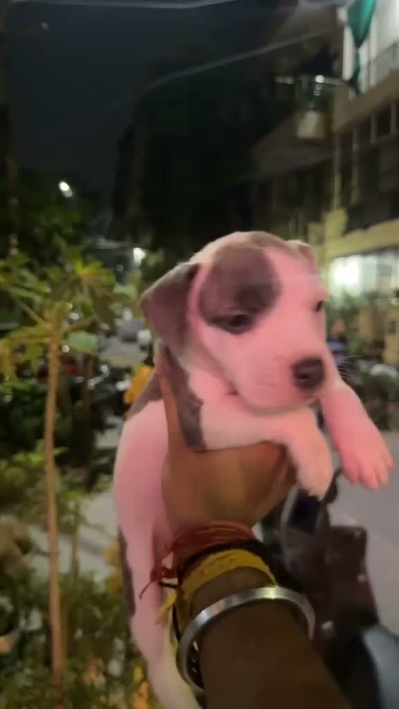 American Bully Pocket Size Puppy, farm video
