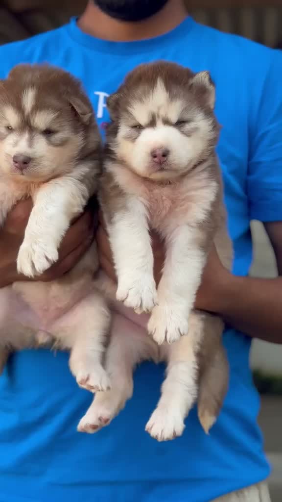 Siberian Husky Puppy | Black & White Color, farm video