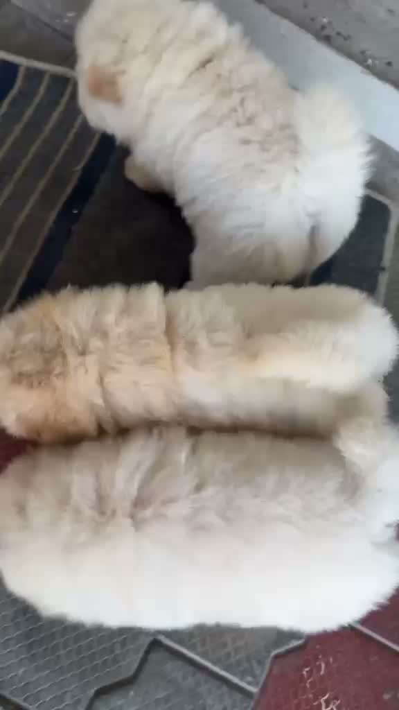 Chow Chow Puppies, farm video