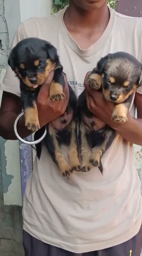 Rottweiler Puppy, farm video