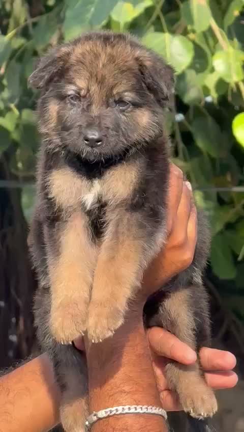 German Shepherd Puppy, farm video