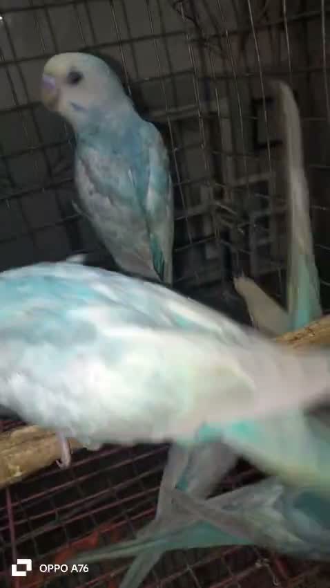 Budgies | Fallow, farm video