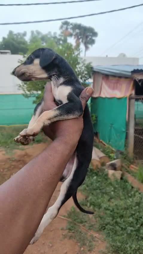 Kanni, farm video
