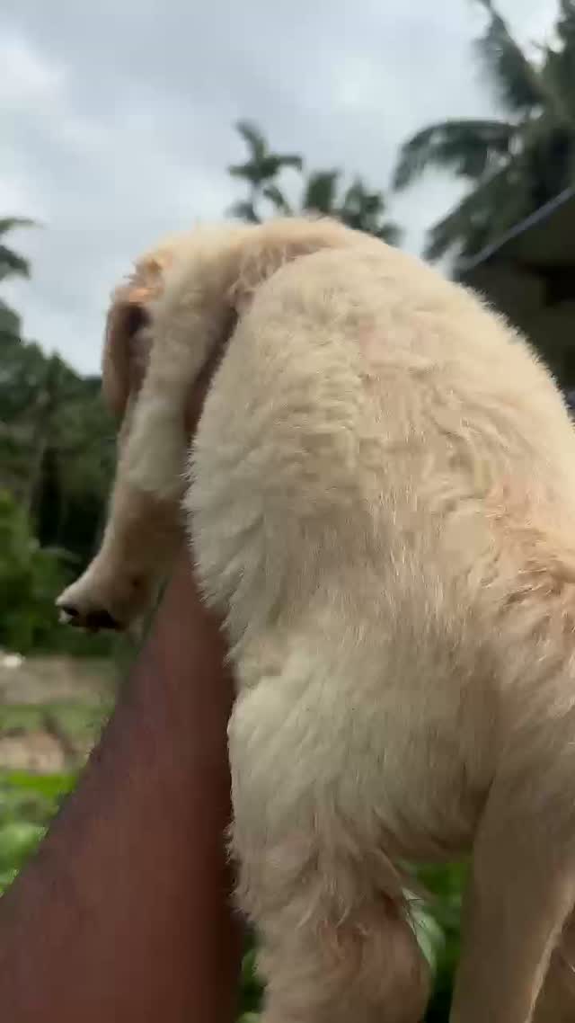 Golden Retriever, farm video