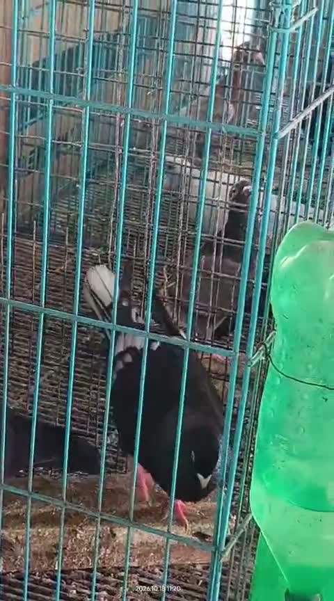 Homer Pigeon, farm video