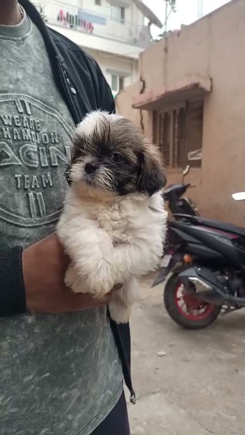 Shih Tzu | Black Color, farm video