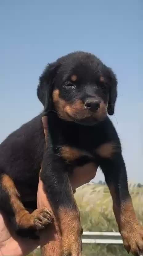 Rottweiler Puppy, farm video