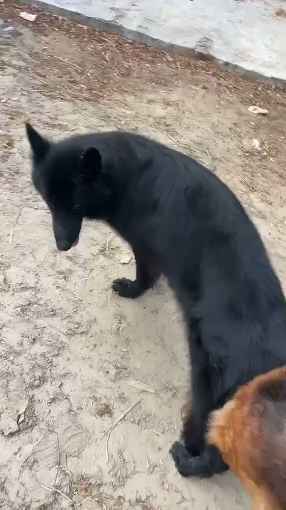 German Shepherd Puppy, farm video