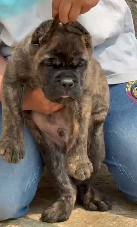 Cane Corso Puppy, farm video