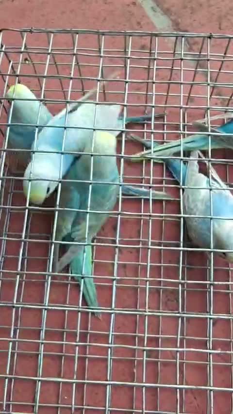 Budgies | Fallow, farm video
