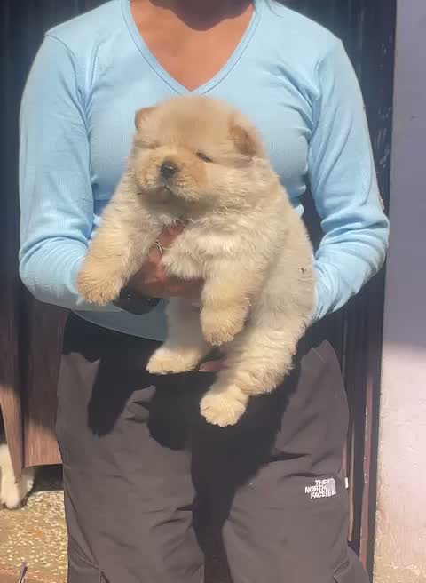 Chow Chow Puppies, farm video