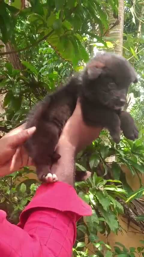 Pomeranian Puppy, farm video